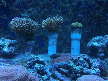 View of coral swimming in sea