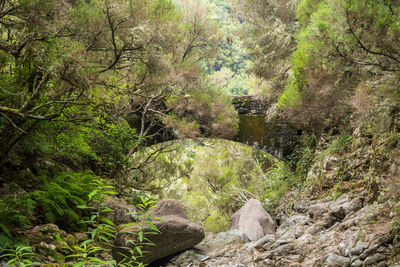 Full frame shot of trees