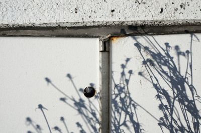 Close-up of pigeon on wall