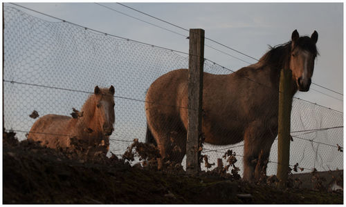 Horse standing in ranch against sky