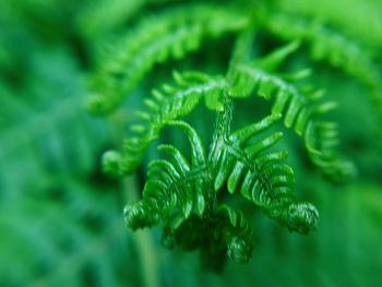 Close-up of fern leaves