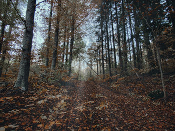 Trees growing in forest during autumn