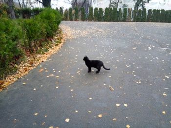 View of dog running on road