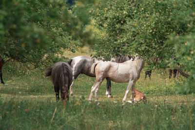 Horses standing in a field