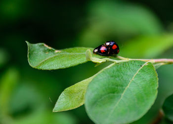 Close-up of ladybug on leaf