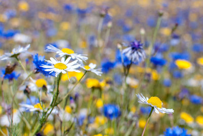 Close-up of yellow crocus flowers blooming on field
