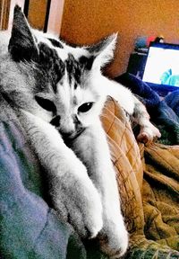 Close-up portrait of cat relaxing