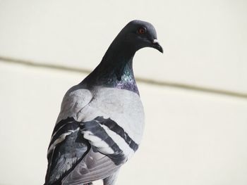 Close-up of pigeon perching on wall