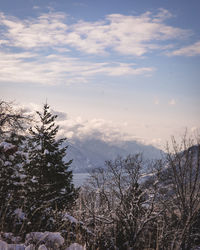 Trees against sky during winter