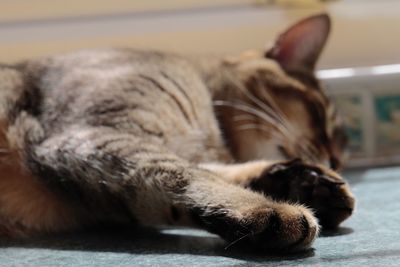 Close-up of cat lying down