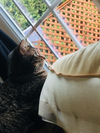Close-up of cat relaxing on window