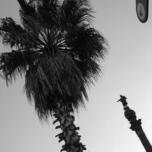 Low angle view of palm tree against clear sky