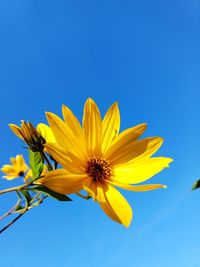 Low angle view of yellow flower against blue sky