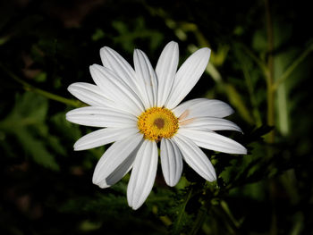 Close-up of white daisy