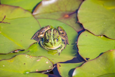 A beautiful common green water frog enjoying sunbathing in a natural habitat at the forest pond. 