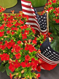 Close-up of red flowers