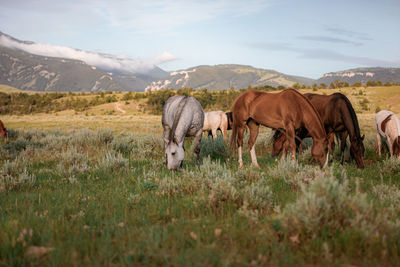 Horses grazing in a field