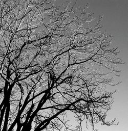 Low angle view of bare trees against sky