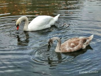 Swans swimming in lake