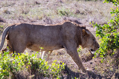 Side view of elephant in the forest