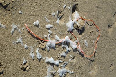 High angle view of crab on sand