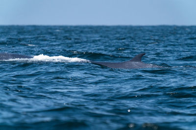 View of whale swimming in sea