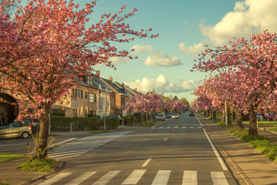 Footpath in park