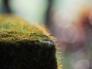 Close-up of plant