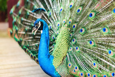 Close-up of peacock