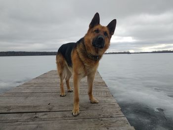 Portrait of dog standing on shore against sky