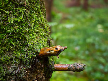 Close-up of lizard on tree