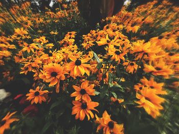 Close-up of yellow flowers growing in garden