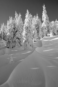 Snow covered trees against sky