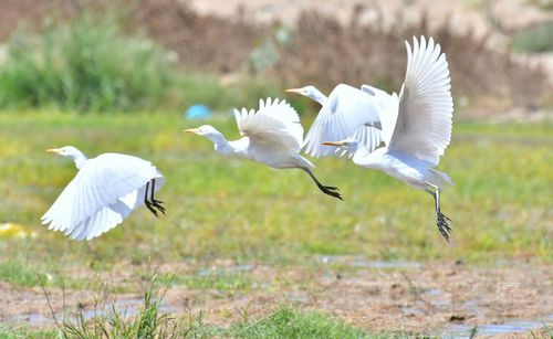 Close-up of white birds flying in grass