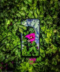 plant