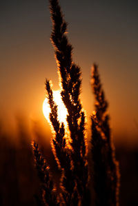 Close-up of silhouette plant at sunset