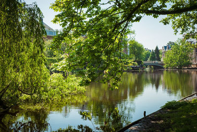 Scenic view of lake by trees