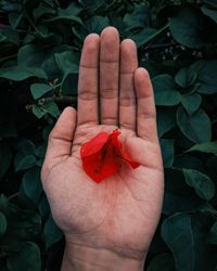 Close-up of hand holding red flower