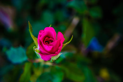 Close-up of rose blooming outdoors