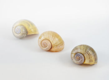 Close-up of snail on white surface