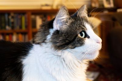 Close-up of cat looking away at home