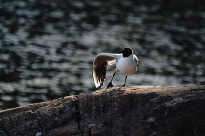 High angle view of black-headed gull perching on rock