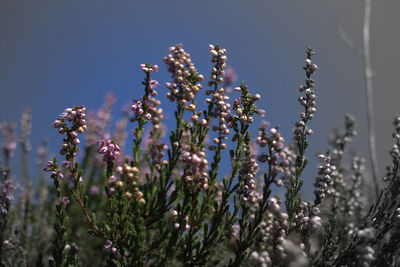 Close-up of flowering plant against sky