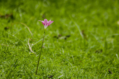 Close-up of pink flower on field