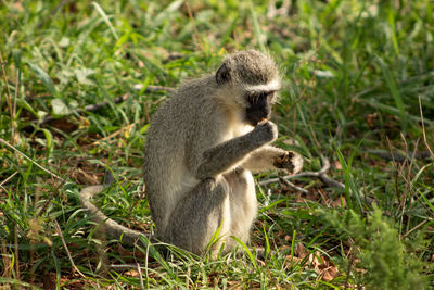 Squirrel sitting on land