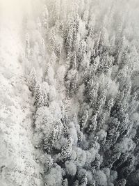 Close-up of frozen plant on land