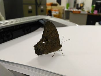 Close-up of butterfly on book