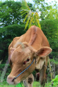 Close-up of a horse on field