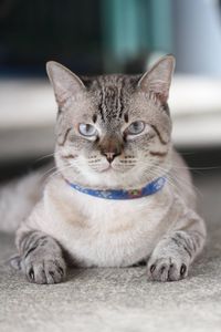 Close-up portrait of a cat