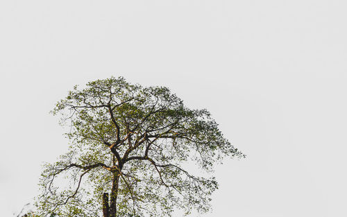 Low angle view of tree against clear sky